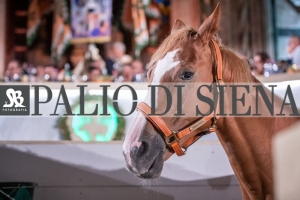 CENA-VITTORIA-SELVA-5-Ottobre-2019-183
