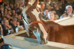 CENA-VITTORIA-SELVA-5-Ottobre-2019-132