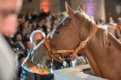 CENA-VITTORIA-SELVA-5-Ottobre-2019-133