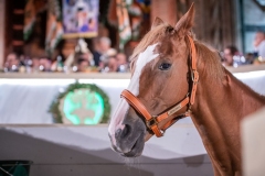 CENA-VITTORIA-SELVA-5-Ottobre-2019-183