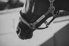 Cena della Vittoria della Contrada della Selva dopo la Vittoria del Palio del 16 Agosto 2019 con il cavallo scosso Remorex