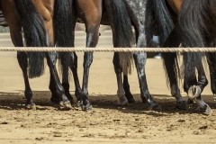 Foto Palio di Siena  - Alessia Bruchi Fotografia