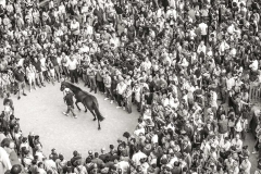 Foto Palio di Siena  - Alessia Bruchi Fotografia