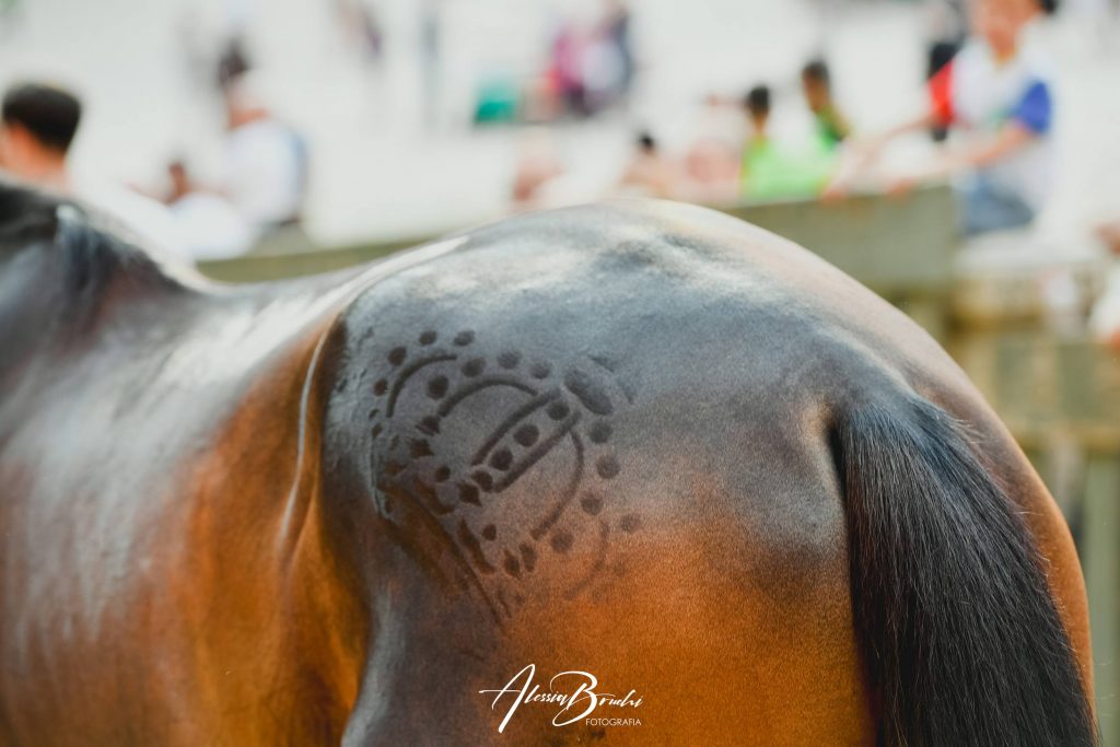 foto Cavalli Palio di siena